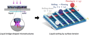 Graphical abstract: Anisotropic wettability manipulation via capturing architected liquid bridge shapes