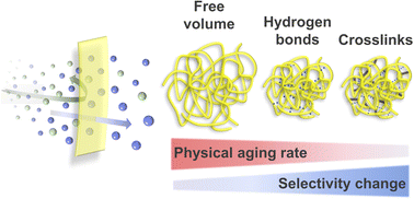 Graphical abstract: The role of free volume, hydrogen bonds, and crosslinks on physical aging in polymers of intrinsic microporosity (PIMs)