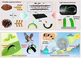 Graphical abstract: Graphene oxide and low-density polyethylene based highly sensitive biomimetic soft actuators powered by multiple clean energies of humidity and light
