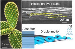 Graphical abstract: Bioinspired cone structures with helical micro-grooves for fast liquid transport and efficient fog collection