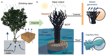 Graphical abstract: Tree-inspired braiding fibrous frameworks enabling high-efficiency and salt-rejecting solar evaporation