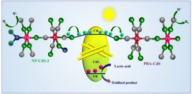 Graphical abstract: Deciphering ligand-controlled charge transfer from a metal–organic framework to cadmium sulfide for enhanced photocatalytic hydrogen evolution reaction