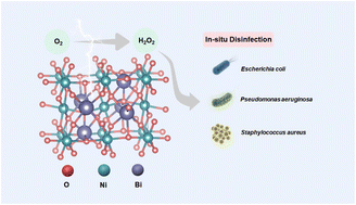 Graphical abstract: Electrochemical synthesis of hydrogen peroxide on BiNiOx−4 and in situ disinfection