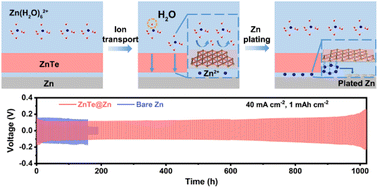 Graphical abstract: A zincophilic ion-conductive layer with the desolvation effect and oriented deposition behavior achieving superior reversibility of Zn metal anodes