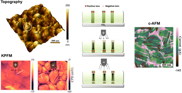 Graphical abstract: Charge carrier transport properties of twin domains in halide perovskites