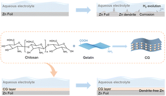 Graphical abstract: High performance Zn anodes enabled by a multifunctional biopolymeric protective layer for a dendrite-free aqueous zinc-based battery