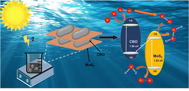 Graphical abstract: Mechanistic insights into enhanced photocatalytic H2O2 production induced by a Z-scheme heterojunction of copper bismuth oxide and molybdenum sulfide