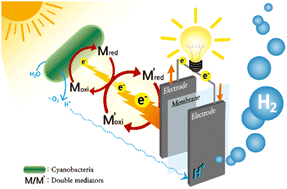 Graphical abstract: Cyanobacteria-based double-mediated photo-microbial electrochemical cells are promising future energy sources for electricity generation and hydrogen production