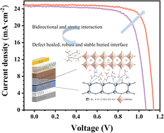 Graphical abstract: Tailoring buried interface of tin oxide-based n-i-p perovskite solar cells via bidirectional and multifunctional metal ion chelating agent modification