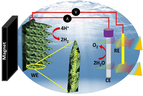 Graphical abstract: Enhanced hydrogen evolution reaction via photoelectrochemical water splitting utilizing asymmetric MoSSe under a low external magnetic field