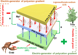 Graphical abstract: Biomimetic polyelectrolyte-gradient hydrogel electricity generator: a green and portable energy source