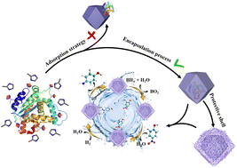 Graphical abstract: Albumin protein encapsulation into a ZIF-8 framework with Co-LDH-based hierarchical architectures for robust catalytic reduction