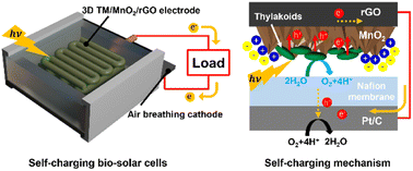 Graphical abstract: MnO2-decorated highly porous 3D-printed graphene supercapacitors for photosynthetic power systems