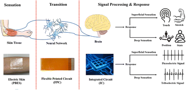 Graphical abstract: Stretchable and self-healing electronic skin based on a piezoelectric/triboelectric polyester elastomer for deep and superficial sensation