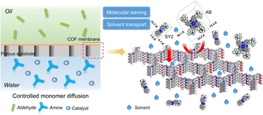 Graphical abstract: Highly crystalline and robust covalent organic framework membranes for predictable solvent transport and molecular separation