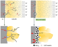 Graphical abstract: Li+ selective transport network-assisted high-performance of garnet-based solid electrolyte for Li metal batteries