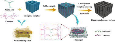 Graphical abstract: Green fabrication of pore-modulated carbon aerogels using a biological template for high-energy density supercapacitors