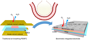 Graphical abstract: Biomimetic integrated gas diffusion layer inspired by alveoli for enhanced air-breathing fuel cell performance and stability