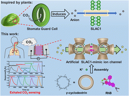 Graphical abstract: A bio-inspired and switchable H+/OH− ion-channel for room temperature exhaled CO2 chemiresistive sensing