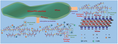 Graphical abstract: Synchronously enhanced storage stability and adsorption ability of MXene achieved by grafting polyethylenimine