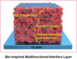 Graphical abstract: A bio-inspired multifunctional interface layer for high performance zinc-ion batteries via novel in situ electropolymerization