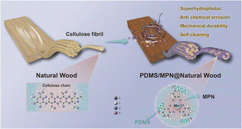 Graphical abstract: A nature-inspired strategy towards superhydrophobic wood