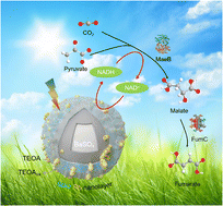 Graphical abstract: Core–shell BaPP@BDO-Rh benzimidazole oligomer photocatalyst can effectively promote NADH regeneration and CO2 conversion to fumarate