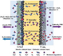 Graphical abstract: A new insight into the chemical degradation of proton exchange membranes in water electrolyzers