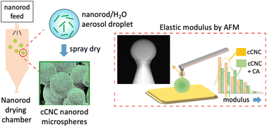 Graphical abstract: Mechanical, morphological and comparative properties of microbeads assembled from carboxylated cellulose nanocrystals