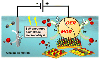Graphical abstract: Unveiling the bifunctional role of morphological differences of self-supported Cu(OH)2 in electrocatalysis