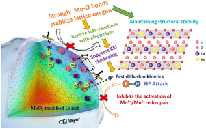 Graphical abstract: Inhibition of oxygen release and stabilization of the bulk structure of lithium-rich layered oxides by strong Mo–O covalent binding