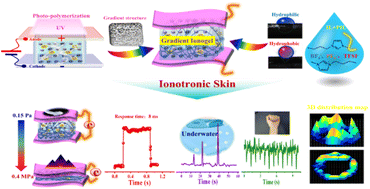 Graphical abstract: Skin-inspired gradient ionogels induced by electric field for ultrasensitive and ultrafast-responsive multifunctional ionotronics