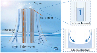 Graphical abstract: A tree-root mimicked Janus evaporator for solar evaporation of saturated saline water