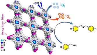 Graphical abstract: A zinc porphyrin-based halogen-bonded organic framework with the heavy atom effect as a highly efficient photocatalyst for oxidative coupling of amines