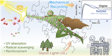 Graphical abstract: Durable and recyclable biomimetic glycol lignin/polyolefin compounds for a circular economy