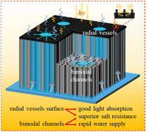 Graphical abstract: Regulating the evaporation surface architecture of anisotropic chitosan hydrogels for high-efficiency solar desalination