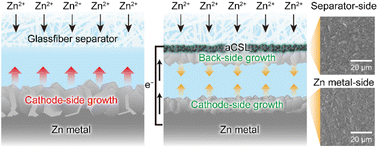 Graphical abstract: A hydrophilic Janus-faced separator with functionalized nanocarbon for stable cycling of aqueous Zn-metal batteries