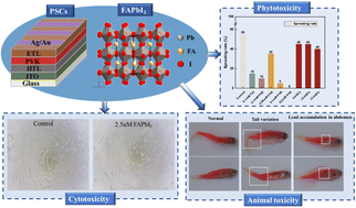 Graphical abstract: Systematic evaluation of the biotoxicity of Pb-based perovskite materials and perovskite solar cells