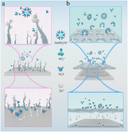 Graphical abstract: A hydrophobic phenolic polymer layer with high-flux Zn2+-specific regular channels for stabilizing aqueous zinc anodes