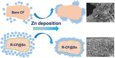 Graphical abstract: Zincophilic Sn sites induced the local ion enrichment for compact and homogenous growth of Zn biscuits in long-life Zn metal batteries