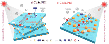 Graphical abstract: Hydrogen-bonded CdSe/PDI with double electric field synergism for enhanced overall water splitting performance