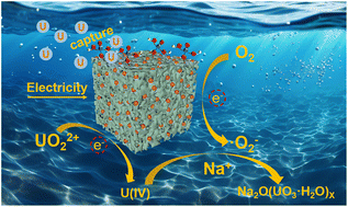 Graphical abstract: Nickel single atom mediated phosphate functionalization of moss derived biochar effectively enhances electrochemical uranium extraction from seawater