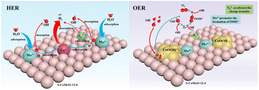 Graphical abstract: Sulfur-doped cobalt molybdenum oxide with a hydrangea-like structure for bi-functionally efficient overall water splitting