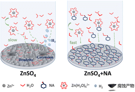 Graphical abstract: Nicotinic acid additive with a double regulating mechanism for high-performance aqueous zinc ion batteries