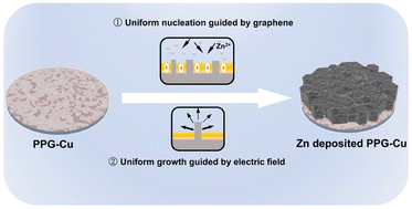 Graphical abstract: Interfacial design towards stable zinc metal-free zinc-ion batteries with high energy density