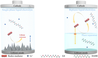 Graphical abstract: Solvation structure regulation for an ether/ether biphasic electrolyte to balance cathodic and anodic reactions in metal-based batteries