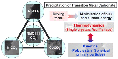 Graphical abstract: Deciphering the morphology of transition metal carbonate cathode precursors