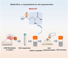Graphical abstract: A biocompatible cell cryoprotectant based on sulfoxide-containing amino acids: mechanism and application