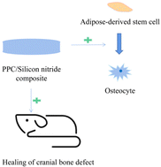 Graphical abstract: Biodegradable composites of poly(propylene carbonate) mixed with silicon nitride for osteogenic activity of adipose-derived stem cells and repair of bone defects
