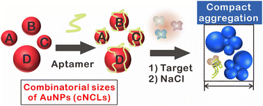Graphical abstract: A simple strategy based on combinatorial gold nanoparticle sizes for enhanced sensitivity in colorimetric bioanalysis